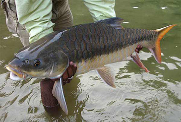 695_Redfin Mahseer_Tor tor.jpg